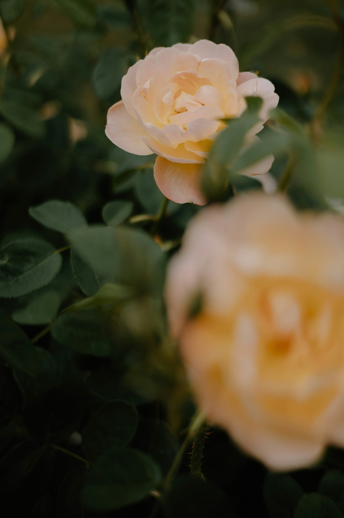 Luxurious Rose of Nowhere 50ml Perfume Oil Rollerball