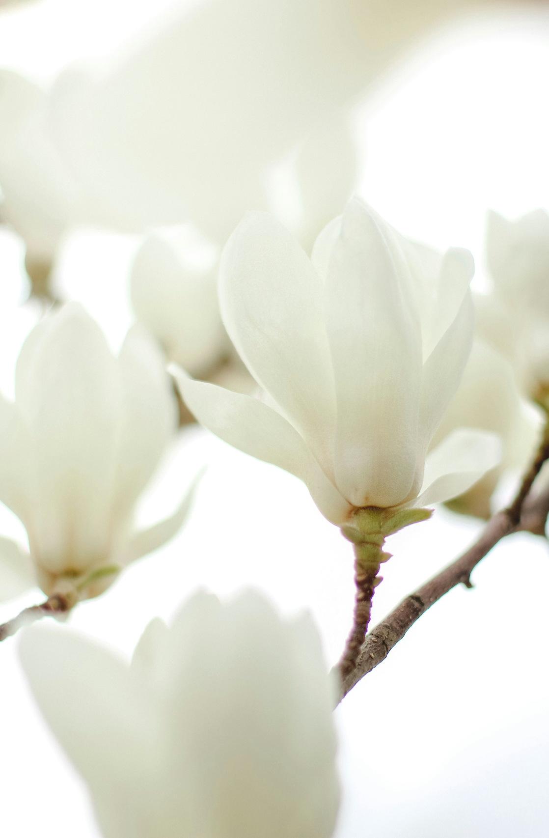 Luxurious Ivory Bloom 50 ml Perfume Oil Rollerball