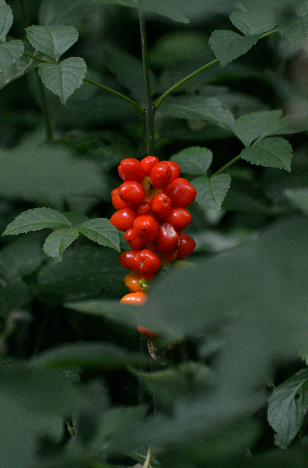 Elegant Berry Currant 100 ml Reed Diffuser