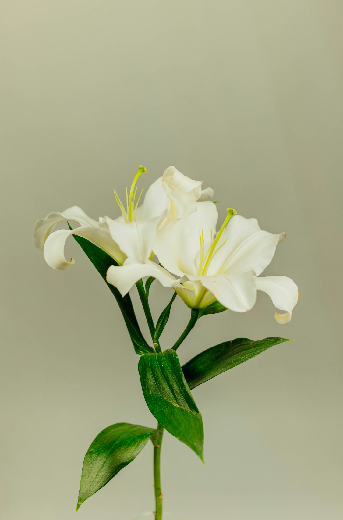 Elegant Gardenia 180 ml Reed Diffuser