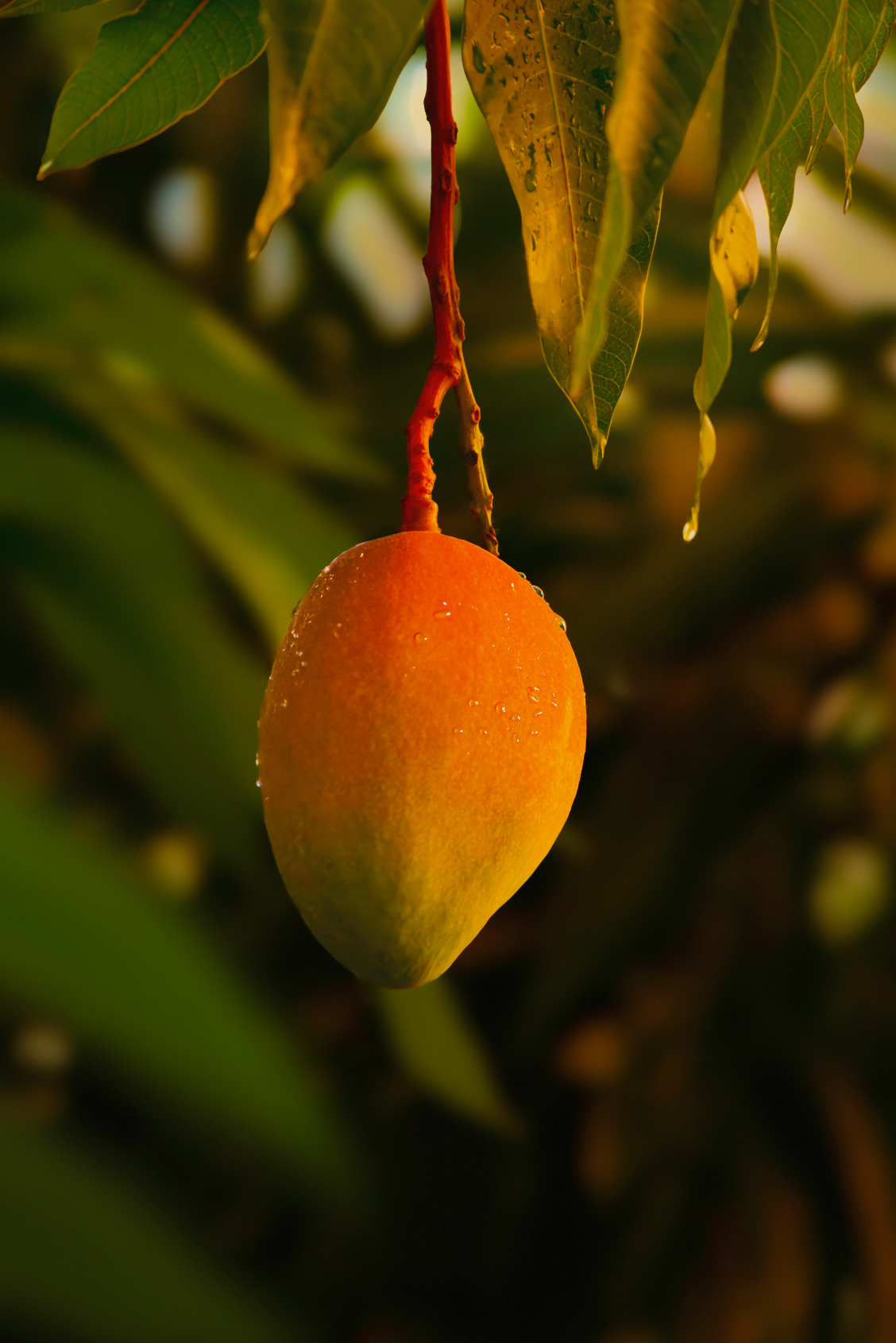 Effective Guava Mango 25.4 oz All-Purpose Spray Cleaner
