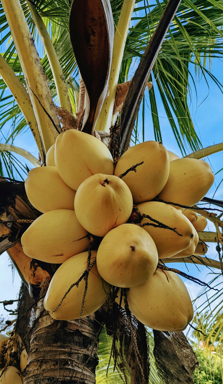 Premium Mango Coconut 32 oz Body Wash