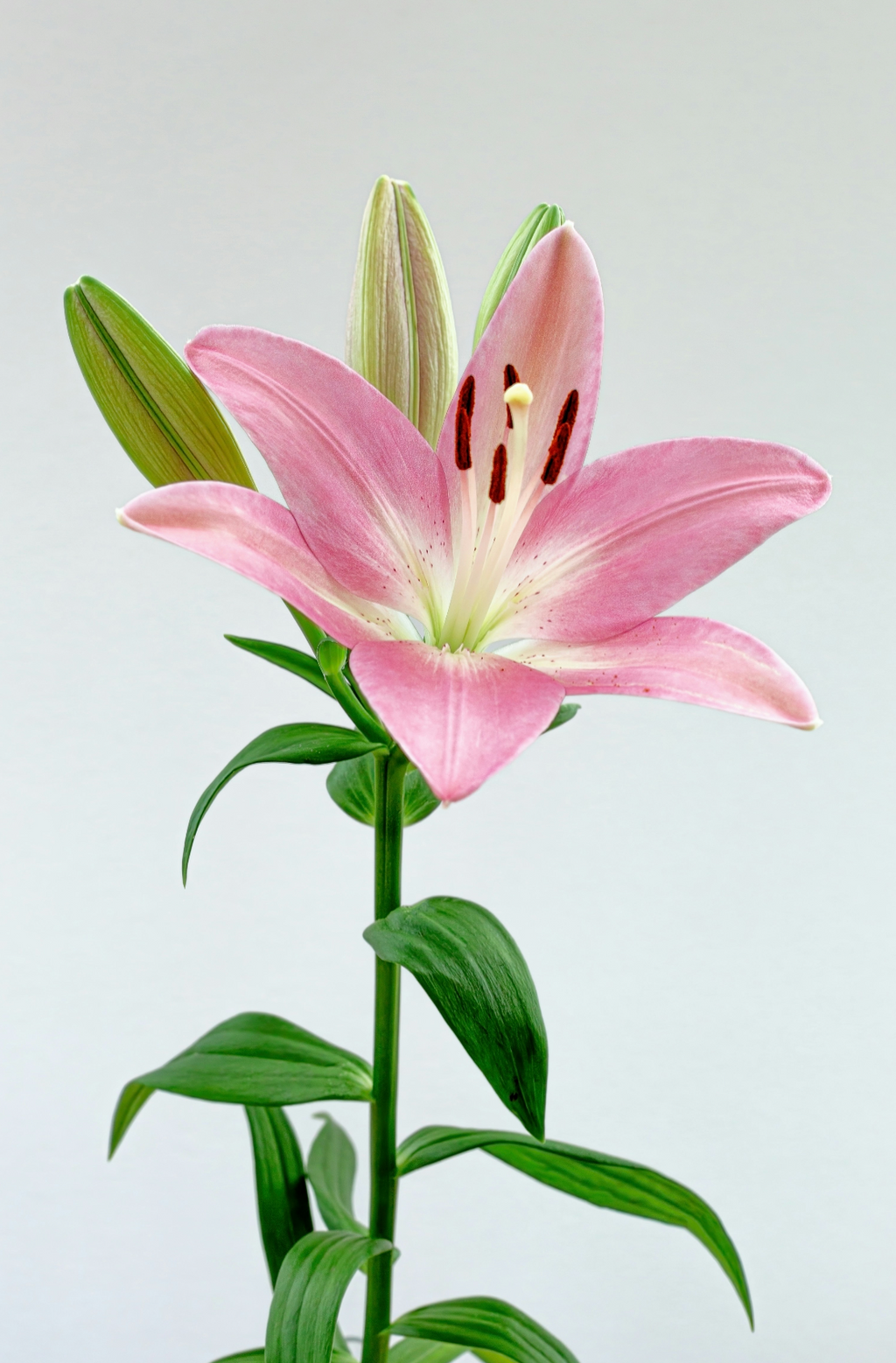 Elegant Peony & Lily 100 ml Eau de Toilette