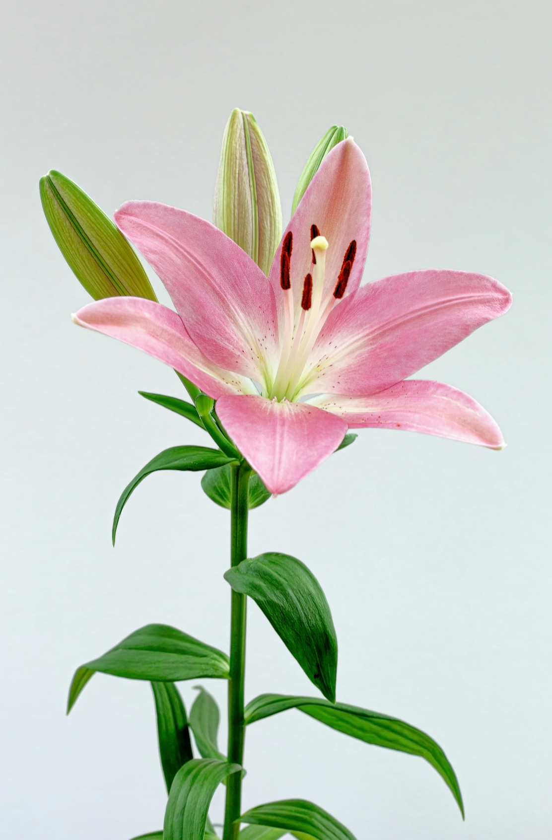 Luxurious Peony & Lily 50 ml Perfume Oil Dropper