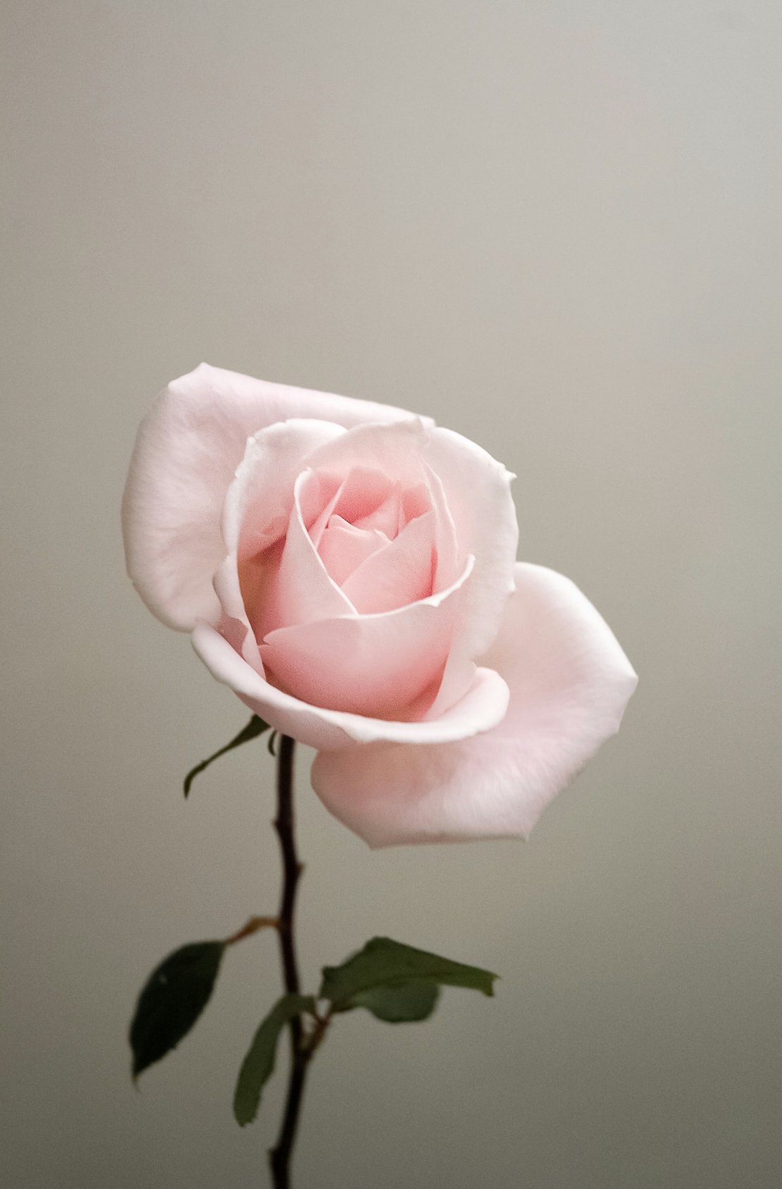 Elegant Sweet Rose 100 ml Eau de Toilette