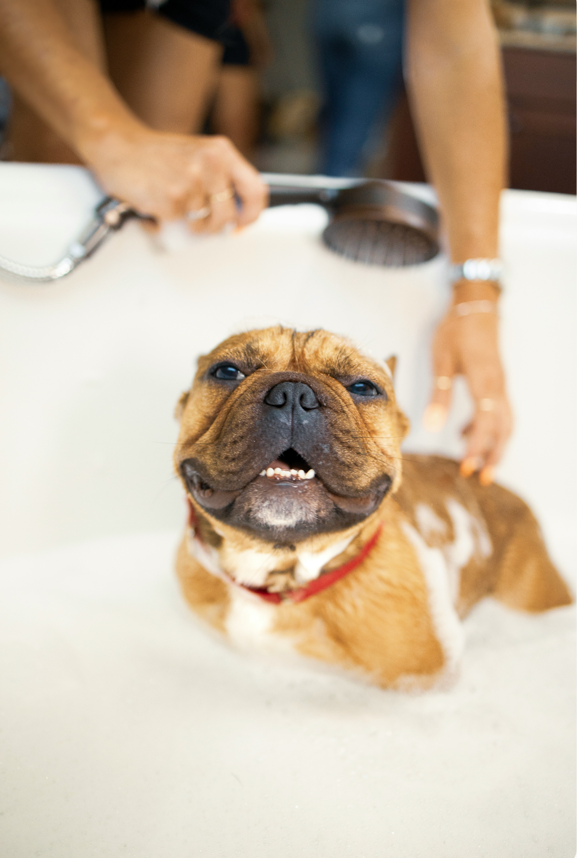 Practical Sand + Paws Pet Shampoo & Conditioner - Oatmeal & Aloe