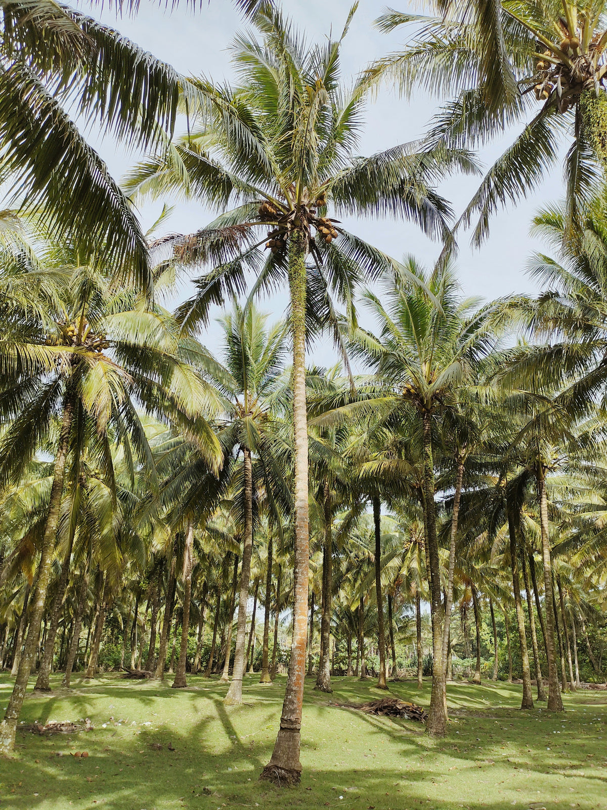Moisturizing Balinese Coconut Body Lotion