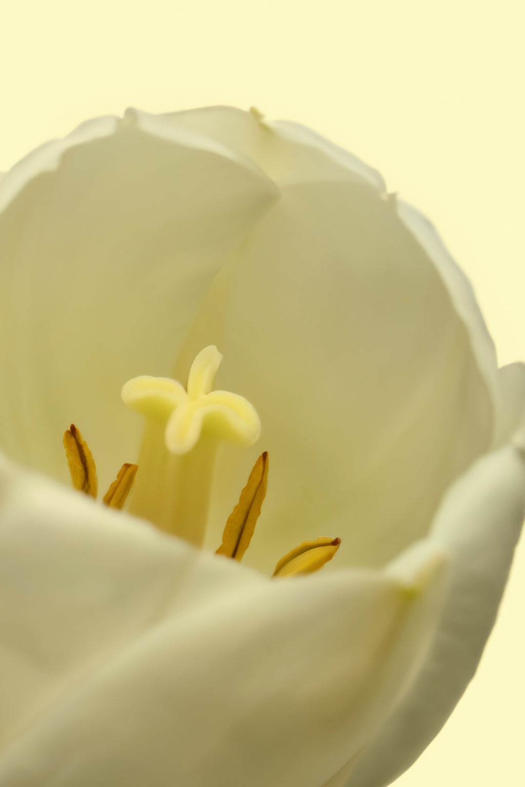 Luxurious White Tulip 50ml Perfume Oil Rollerball