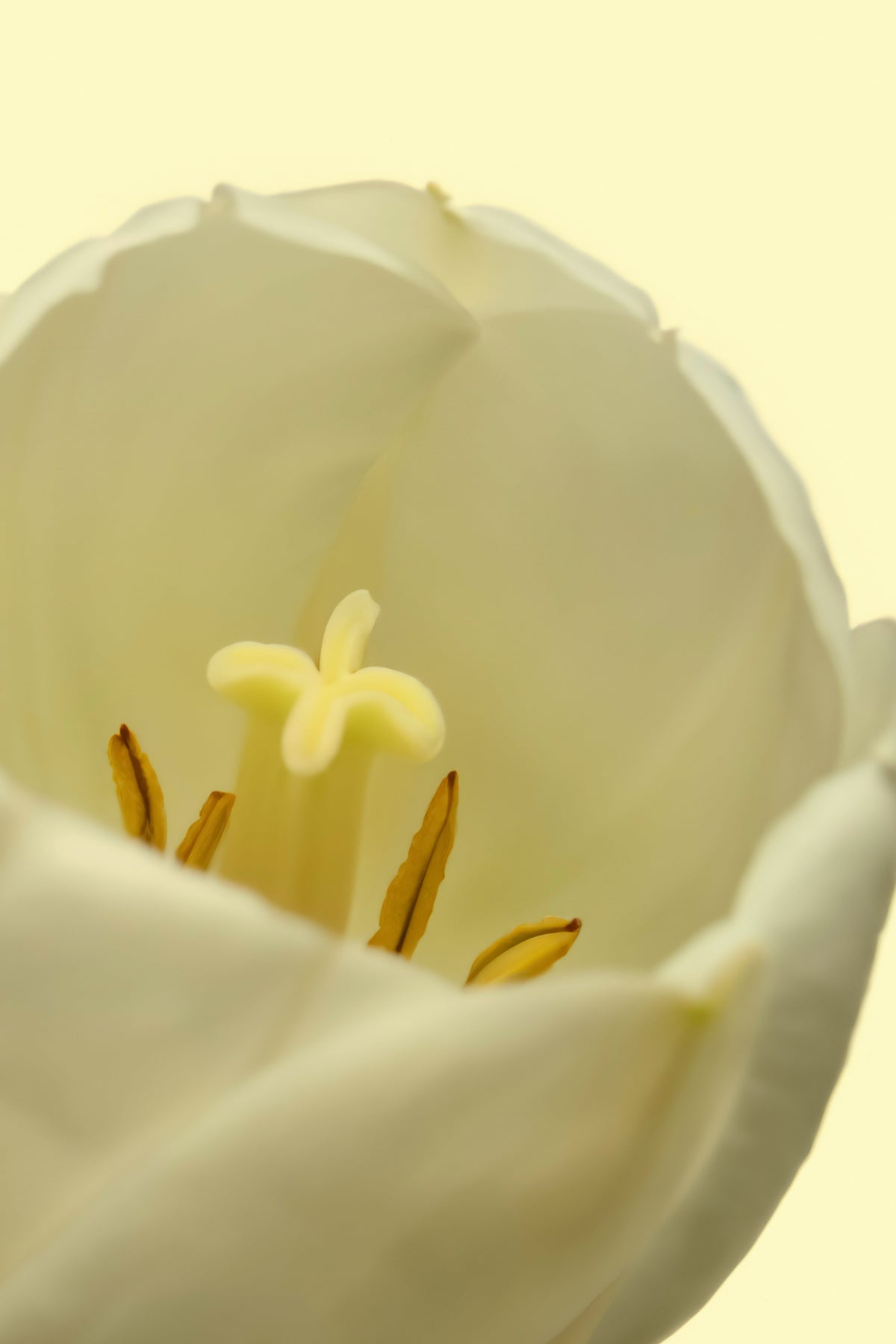 Luxurious White Tulip 50ml Perfume Oil Rollerball